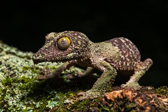 Mossy leaf-tailed gecko (Uroplatus sikorae)