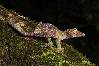 Mossy leaf-tailed gecko (Uroplatus sikorae)