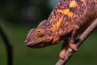 Panther chameleon (Furcifer pardalis)