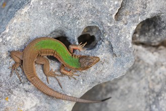 Dalmatian wall lizard (Podarcis melisellensis)