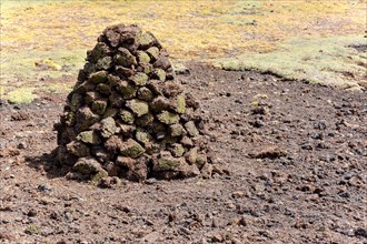 Parts of the desert plant Yareta (Azorella compacta)