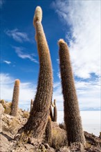 Cactus (Echinopsis atacamensis)