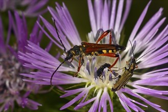 Longhorn Beetle (Stenopterus rufus)