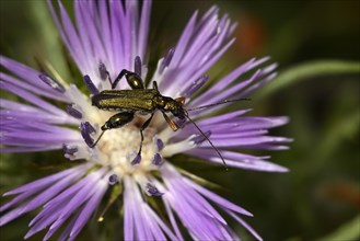 Thick-legged flower beetle (Oedemera nobilis)