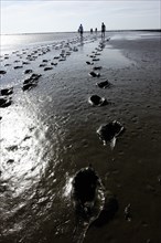 Footprints and people walking in the mudflats
