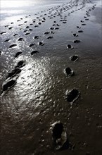 Footprints of a mudflat hike in the foothills of the Friedrich-Wilhelm-Lubke-Kooges