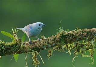 Blue-gray tanager (Thraupis episcopus) sits on branch