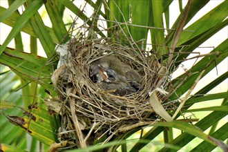 Young bird in nest