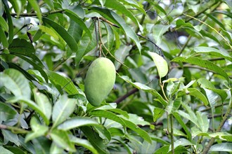Unripe green Mango (Mangifera indica) hangs on tree