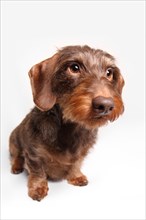 Brown Wire-haired Dachshund looking curious