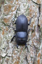lesser stag beetle (dorcus parallelipipedus)