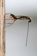 Wood-wasp (Rhyssa persuasoria)
