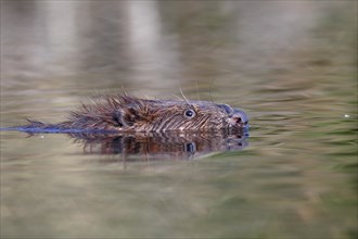 Eurasian beaver (Castor fiber) swimming