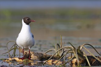 Black-headed Gull (Chroicocephalus ridibundus