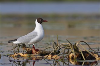 Black-headed Gull (Chroicocephalus ridibundus