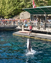 Pacific white-sided dolphin (Lagenorhynchus obliquidens) jumps out of the water at a dolphin show