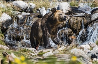 Grizzly bear (Ursus arctos horribilis) bathes in a stream with waterfall