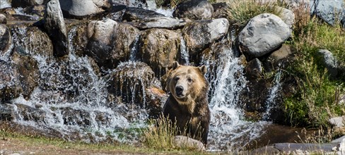 Grizzly bear (Ursus arctos horribilis) bathes in a stream with waterfall
