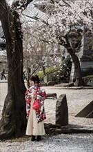 Japanese woman in traditional kimono under blossoming cherry tree
