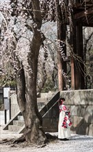 Japanese woman in traditional kimono under blossoming cherry tree