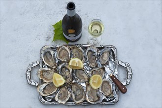 Fresh oysters (Ostreidae) with lemon and an oyster knife on a tray