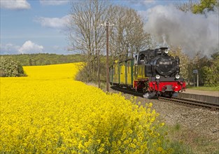 Historic railway Racing Roland drives through rapeseed field