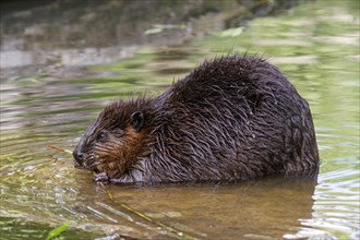 European beaver (Castor fiber) eating in water