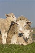 Domestic sheep with lambs