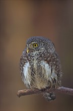 Pygmy owl (Glaucidium passerinum) sitting on branch