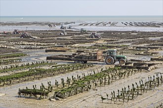Oyster beds at low tide
