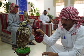 Arab sprays falcons with water
