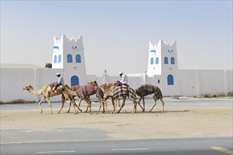 Camels with riders in front of Al Shahaniya Stadium for camel races
