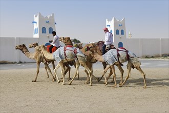 Camels with riders in front of Al Shahaniya Stadium for camel races