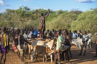 Young man of the Hamer tribe jumping over cattle backs