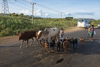 Native kids herding cattle on the main road