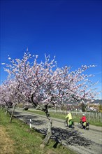 Cyclists ride through an all blossoming almond tree