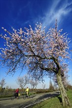 Cyclists ride through an all blossoming almond tree