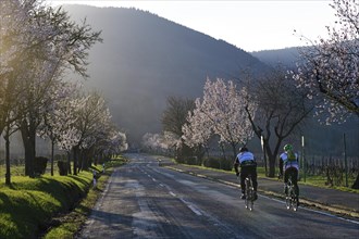 Racing cyclists ride through an all blossoming almond tree