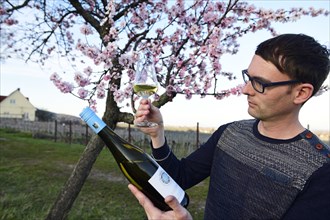 Wine connoisseur tests white wine in front of a blossoming almond tree