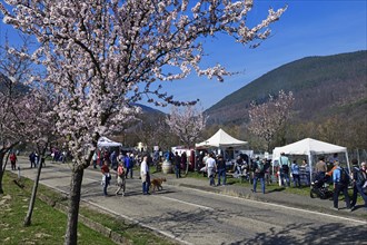 Almond blossom and wine festival in Gimmeldingen