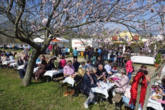 Almond blossom and wine festival in Gimmeldingen