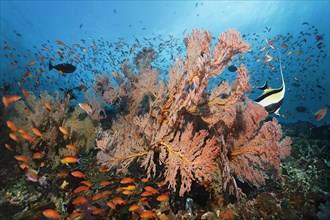Swarm of various Anthias (Anthiinae) swimming above coral reef