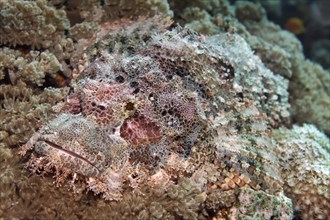 Bearded scorpionfish (Scorpaenopsis barbata)