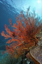 Large knotted fan coral (Melithaea ochracea) on coral reef