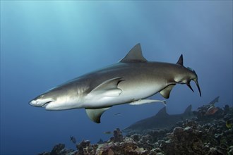 Sicklefin lemon shark (Negaprion acutidens) swimming above coral reef