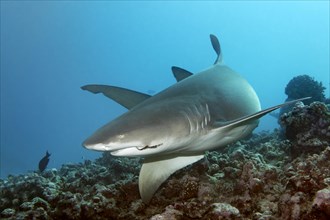 Sicklefin lemon shark (Negaprion acutidens) swimming over coral reef