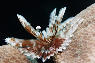Feather worm (Sabellastarte sp.) on hard coral