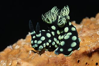 Variable neon slug (Nembrotha kubaryana) on sponge (Porifera)