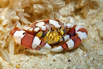 Harlequin crab (Lissocarcinus laevis) on sand beneath anemone
