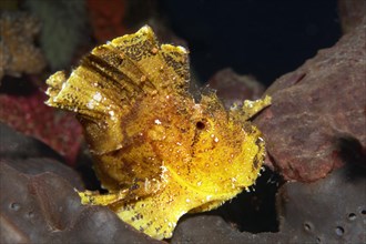 Leaf scorpionfish or paperfish (Taenianotus triacanthus)